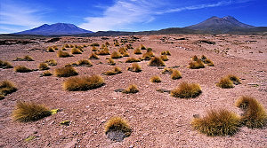 Désert de l'Altiplano bolivien